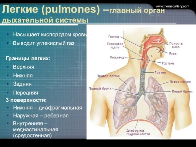 Легкие (pulmones) –главный орган дыхательной системы Насыщает кислородом кровь Выводит углекислый