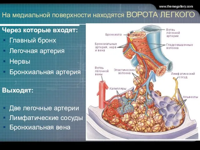 На медиальной поверхности находятся ВОРОТА ЛЕГКОГО Через которые входят: Главный бронх