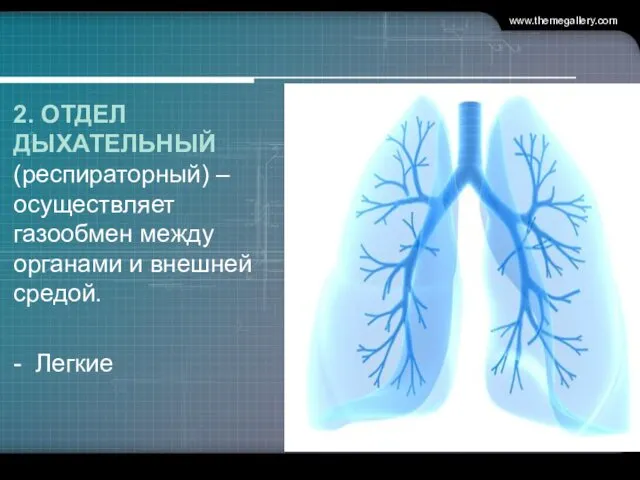 2. ОТДЕЛ ДЫХАТЕЛЬНЫЙ (респираторный) – осуществляет газообмен между органами и внешней средой. - Легкие www.themegallery.com