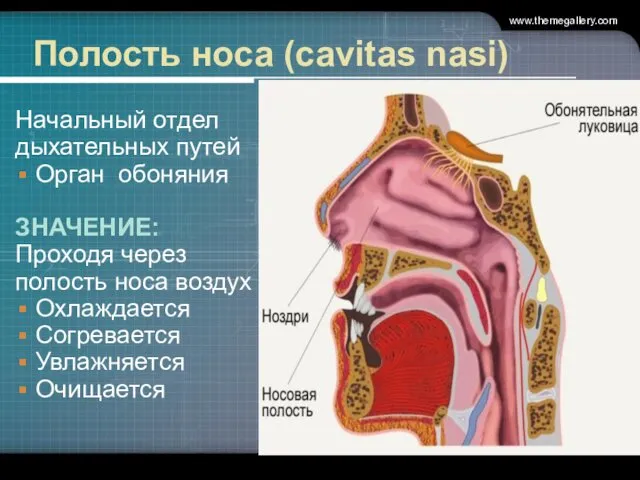 Полость носа (cavitas nasi) Начальный отдел дыхательных путей Орган обоняния ЗНАЧЕНИЕ: