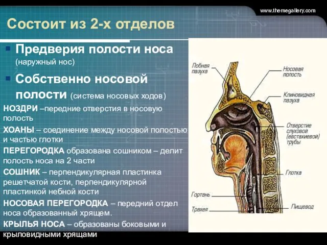 Состоит из 2-х отделов Предверия полости носа (наружный нос) Собственно носовой