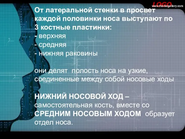 От латеральной стенки в просвет каждой половинки носа выступают по 3