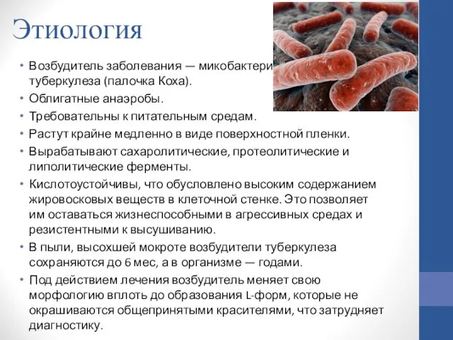 Этиология Возбудитель заболевания — микобактерия туберкулеза (палочка Коха). Облигатные анаэробы. Требовательны