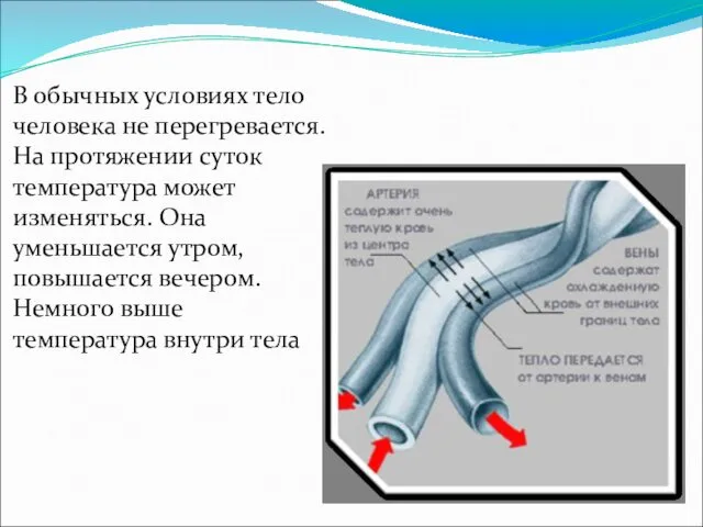 В обычных условиях тело человека не перегревается. На протяжении суток температура