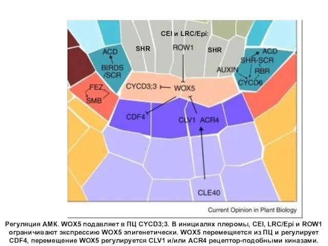 Регуляция АМК. WOX5 подавляет в ПЦ CYCD3;3. В инициалях плеромы, CEI,