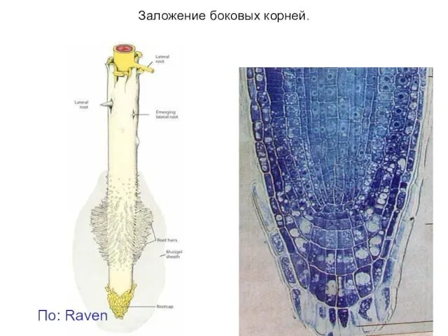 Заложение боковых корней. По: Raven