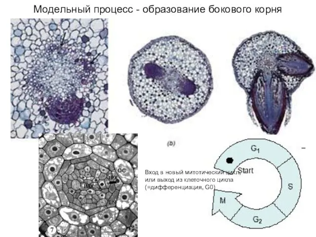 Модельный процесс - образование бокового корня Вход в новый митотический цикл,