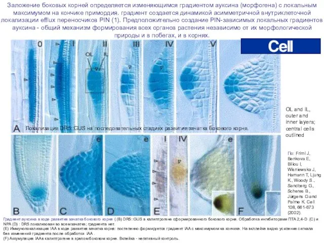 Градиент ауксина в ходе развития зачатка бокового корня (.(B) DR5::GUS в