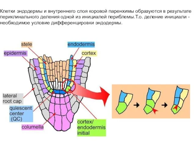 Клетки эндодермы и внутреннего слоя коровой паренхимы образуются в результате периклинального