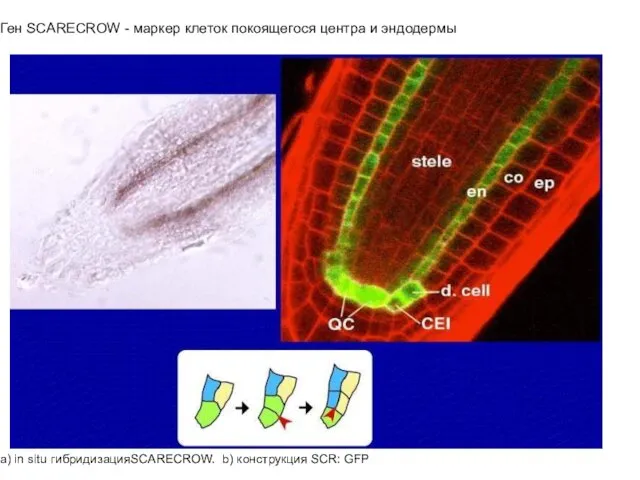 Ген SCARECROW - маркер клеток покоящегося центра и эндодермы a) in