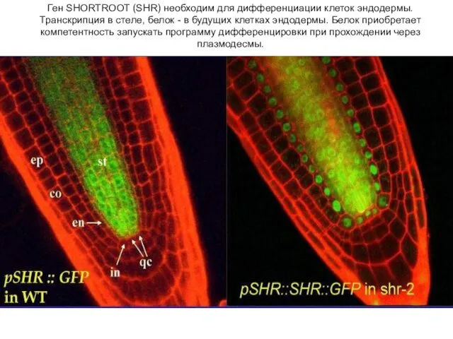 Ген SHORTROOT (SHR) необходим для дифференциации клеток эндодермы. Транскрипция в стеле,