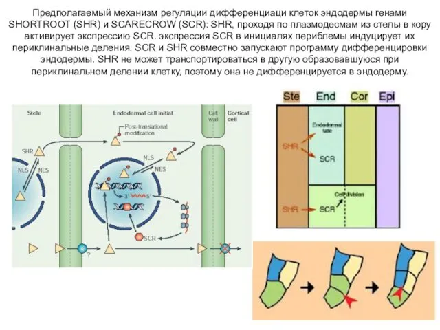 Предполагаемый механизм регуляции дифференциаци клеток эндодермы генами SHORTROOT (SHR) и SCARECROW