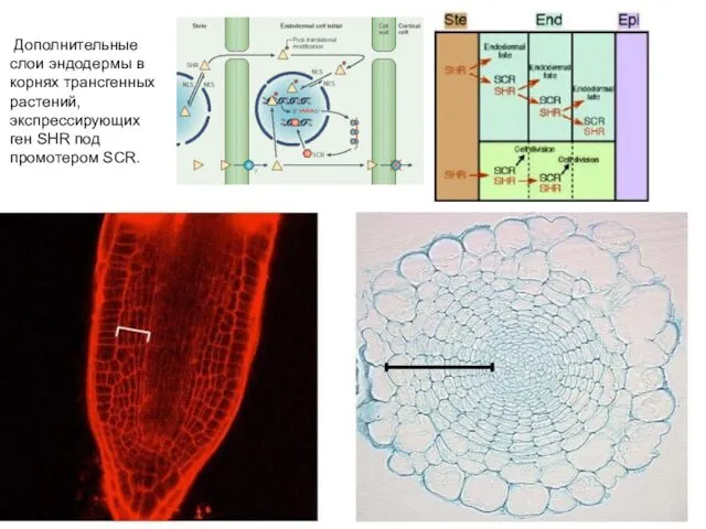 Дополнительные слои эндодермы в корнях трансгенных растений, экспрессирующих ген SHR под промотером SCR.