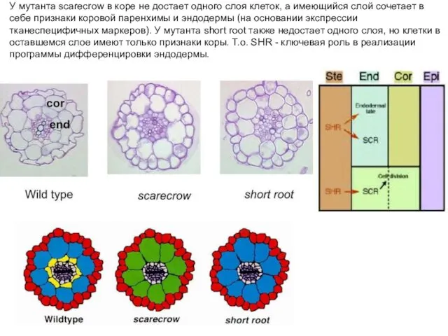 У мутанта scarecrow в коре не достает одного слоя клеток, а