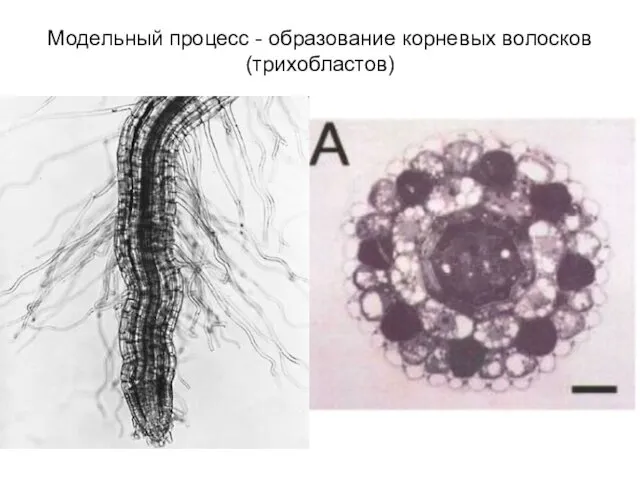 Модельный процесс - образование корневых волосков (трихобластов)