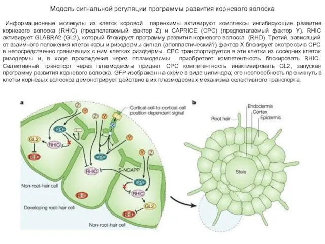 Модель сигнальной регуляции программы развития корневого волоска Информационные молекулы из клеток