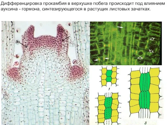Дифференцировка прокамбия в верхушке побега происходит под влиянием ауксина - гормона, синтезирующегося в растущих листовых зачатках.