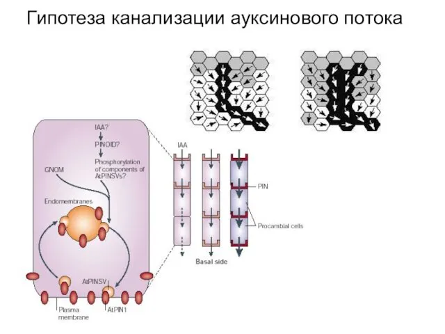 Гипотеза канализации ауксинового потока