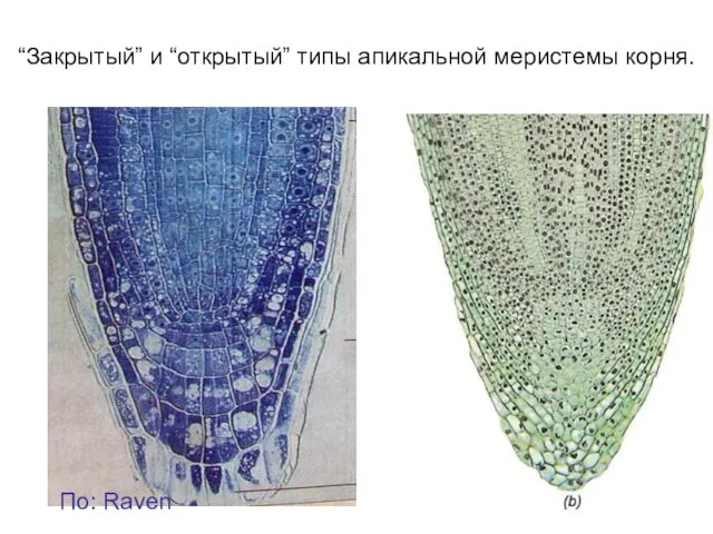 “Закрытый” и “открытый” типы апикальной меристемы корня. По: Raven