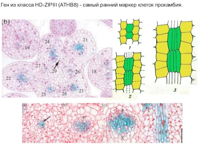 Ген из класса HD-ZIPIII (ATHB8) - самый ранний маркер клеток прокамбия.