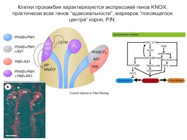 Клетки прокамбия характеризуются экспрессией генов KNOX, практически всех генов “адаксиальности”, маркеров “покоящегося центра” корня, PIN.