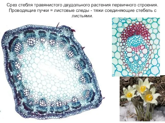 Срез стебля травянистого двудольного растения первичного строения. Проводящие пучки = листовые
