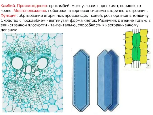 Камбий. Происхождение: прокамбий, межпучковая паренхима, перицикл в корне. Местоположение: побеговая и