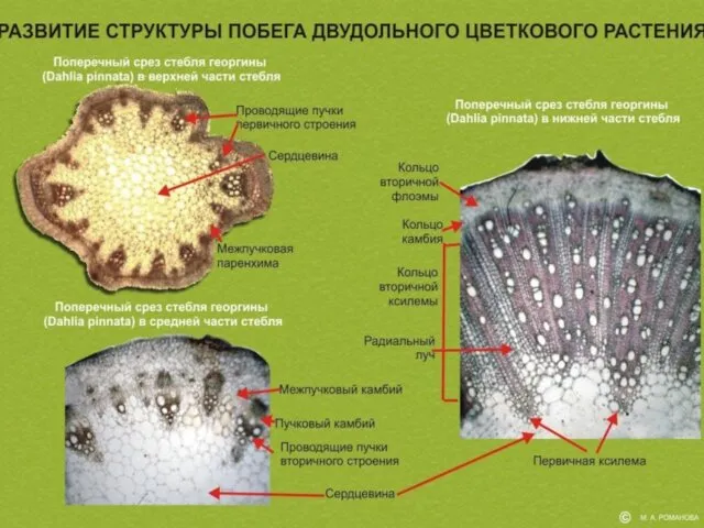 Образовние камбия - еще одной “бессмертной” ткани и переход от пучкового строения стебля к кольцевому