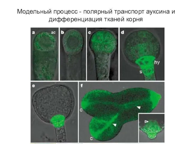 Модельный процесс - полярный транспорт ауксина и дифференциация тканей корня