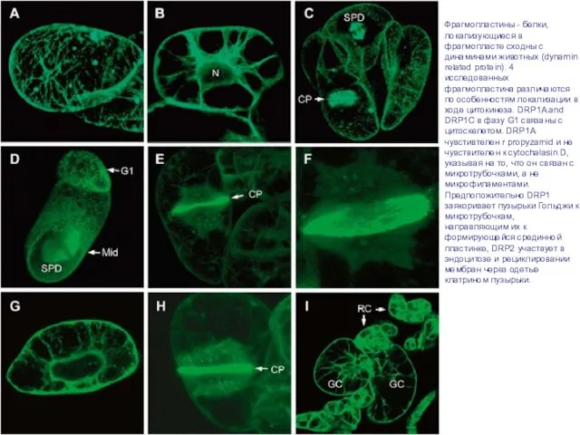 Phragmoplastin dynamics: multiple forms, microtubule association and their roles in cell