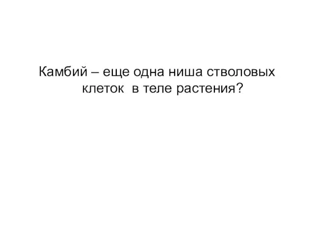 Камбий – еще одна ниша стволовых клеток в теле растения?