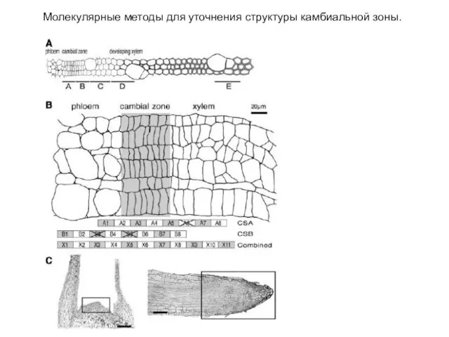 Молекулярные методы для уточнения структуры камбиальной зоны.