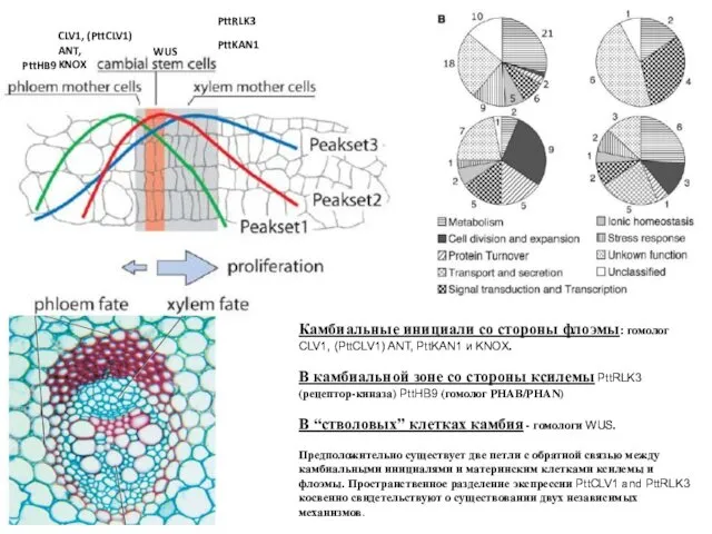 Камбиальные инициали со стороны флоэмы: гомолог CLV1, (PttCLV1) ANT, PttKAN1 и