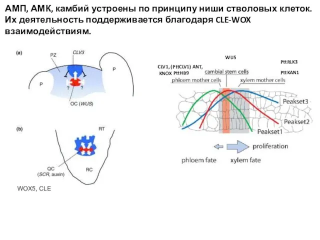 АМП, АМК, камбий устроены по принципу ниши стволовых клеток. Их деятельность