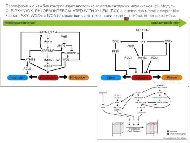 Пролиферацию камбия контролирует несколько комплиментарных механизмов: (1) Модуль CLE-PXY-WOX. PHLOEM INTERCALATED