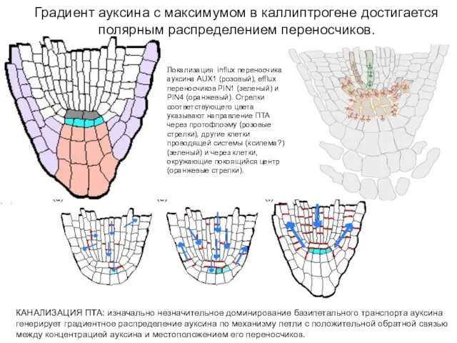 Градиент ауксина с максимумом в каллиптрогене достигается полярным распределением переносчиков. КАНАЛИЗАЦИЯ