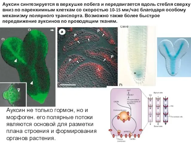 Ауксин синтезируется в верхушке побега и передвигается вдоль стебля сверху вниз