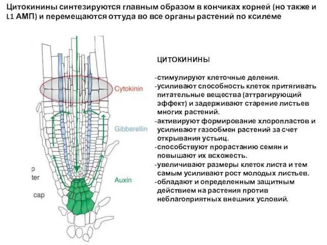 Цитокинины синтезируются главным образом в кончиках корней (но также и L1