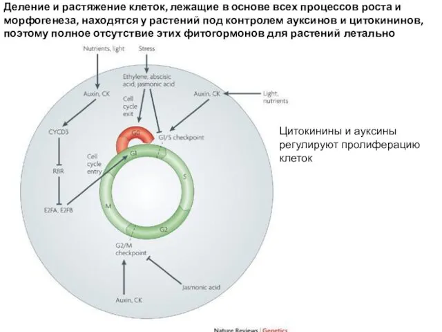 Mitogenic signals are required for proper progression of the cell cycle.