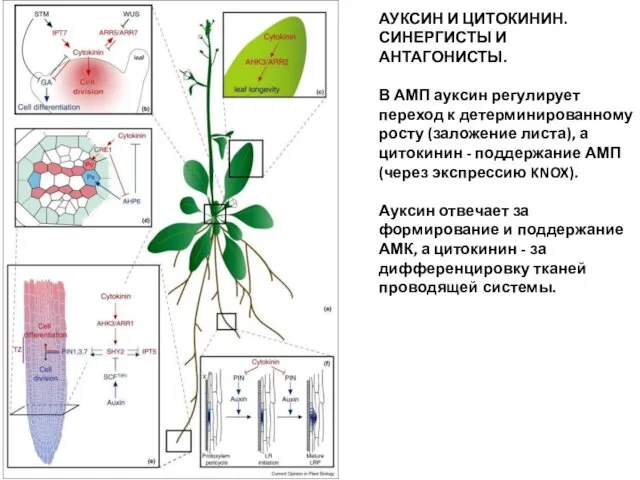 Molecular mechanisms of cytokinin action in different Arabidopsis plant organs. (a)