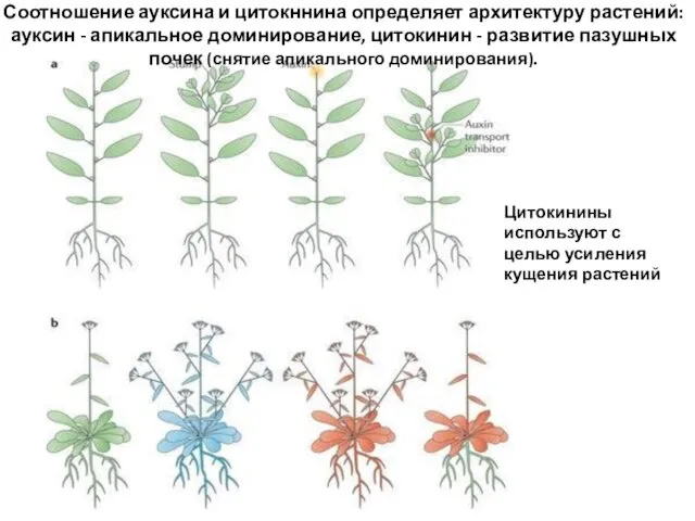 Соотношение ауксина и цитокннина определяет архитектуру растений: ауксин - апикальное доминирование,