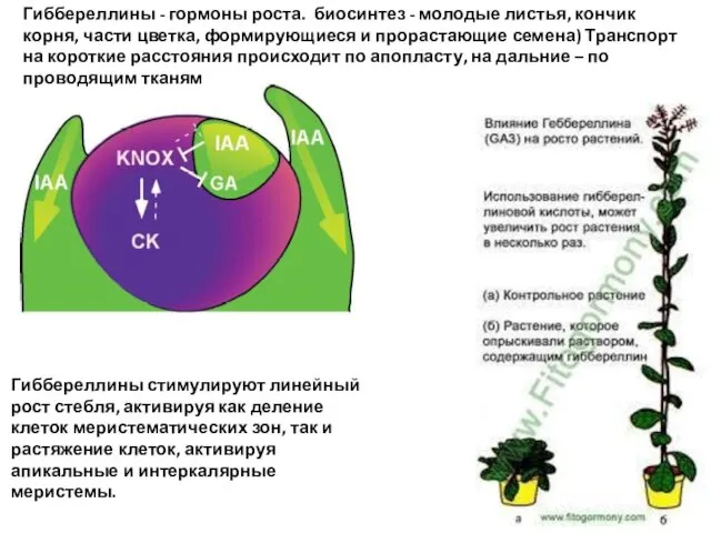 Гиббереллины - гормоны роста. биосинтез - молодые листья, кончик корня, части