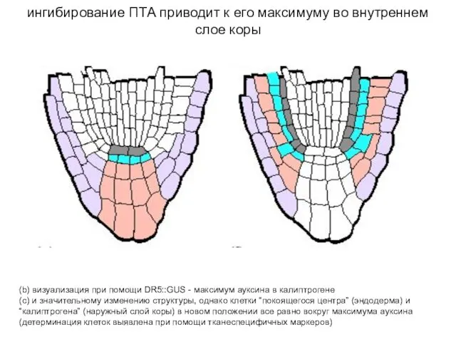 (b) визуализация при помощи DR5::GUS - максимум ауксина в калиптрогене (c)