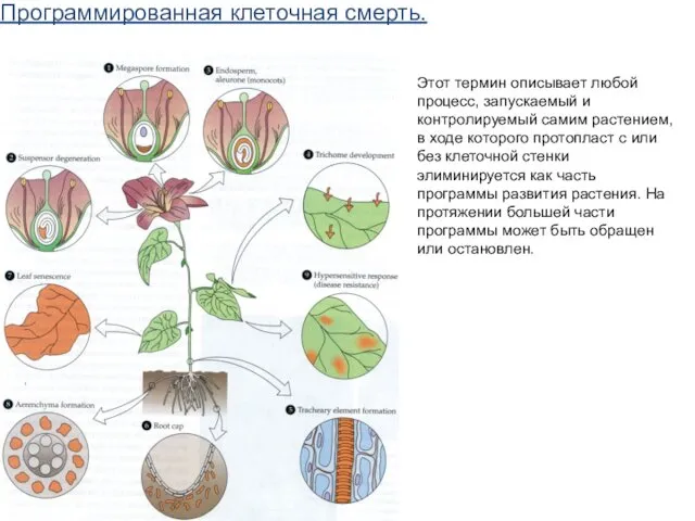 Программированная клеточная смерть. Этот термин описывает любой процесс, запускаемый и контролируемый