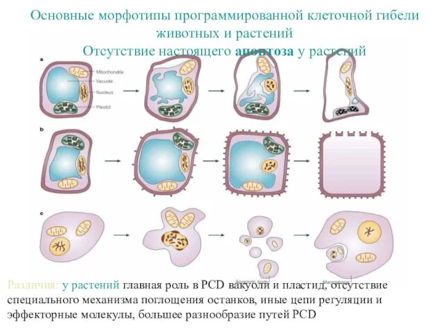 Различия: у растений главная роль в PCD вакуоли и пластид, отсутствие