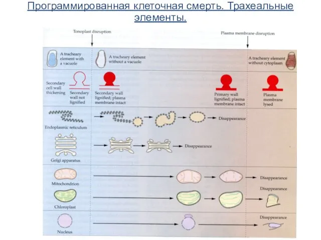 Программированная клеточная смерть. Трахеальные элементы.