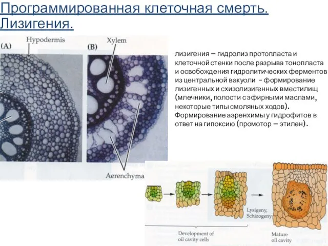 Программированная клеточная смерть. Лизигения. лизигения – гидролиз протопласта и клеточной стенки