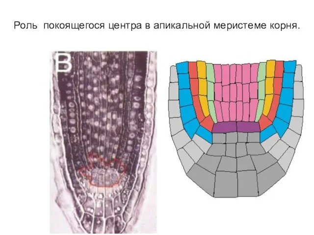 Роль покоящегося центра в апикальной меристеме корня.