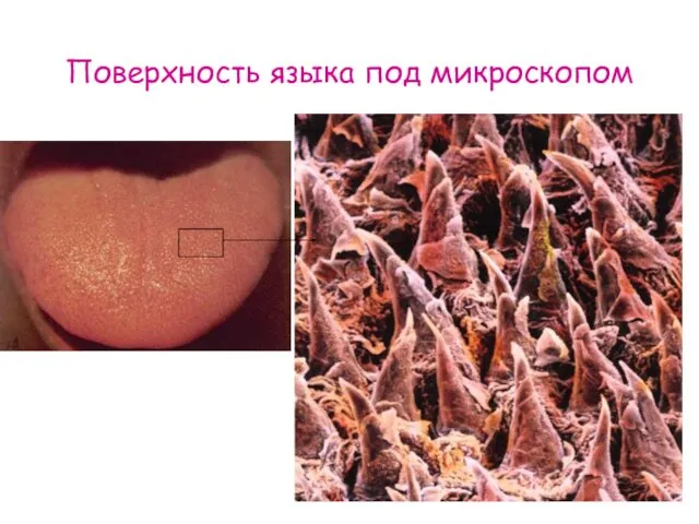 Поверхность языка под микроскопом