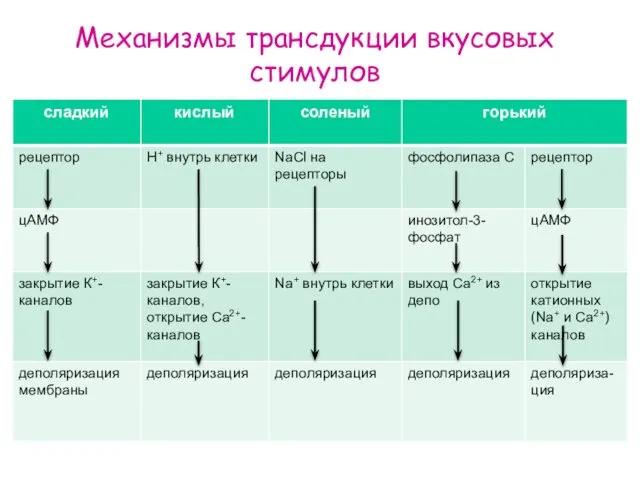 Механизмы трансдукции вкусовых стимулов